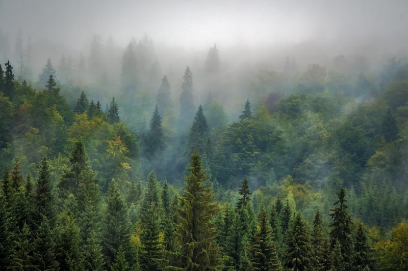 Whispering Forest
